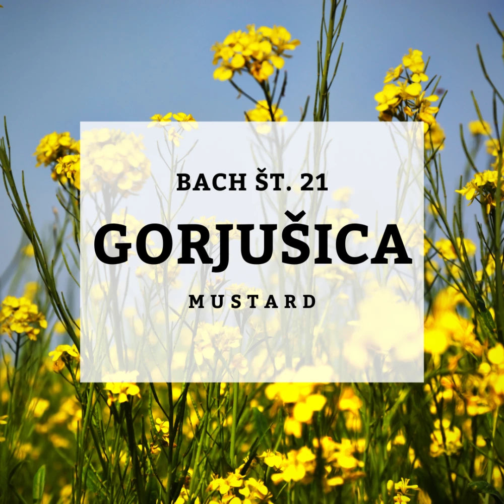 Bach 21, Gorjušica, Solime, 10 ml