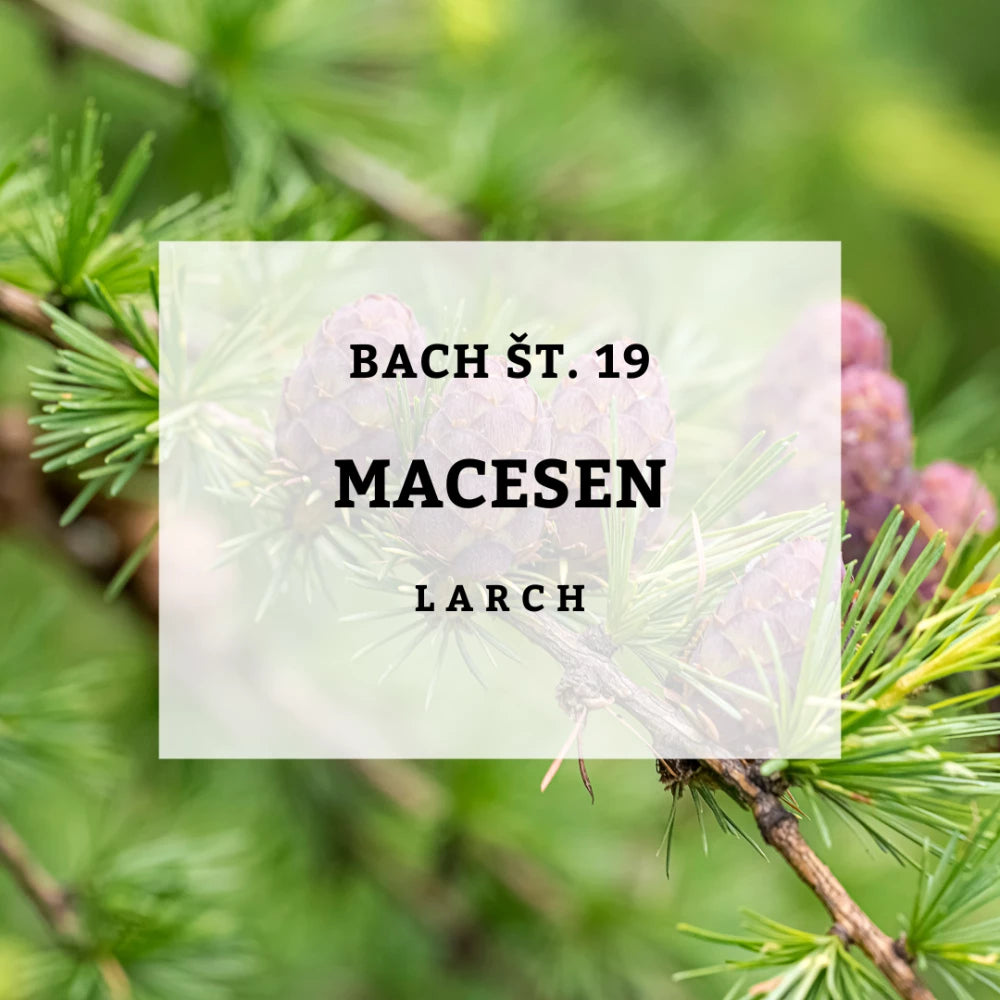 Bach 19, Macesen - Macesen, Solime, 10 ml