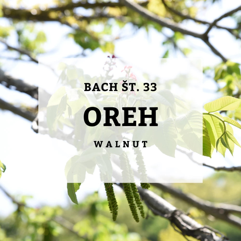 Bach 33, Oreh – Oreh, Solime, 10 ml