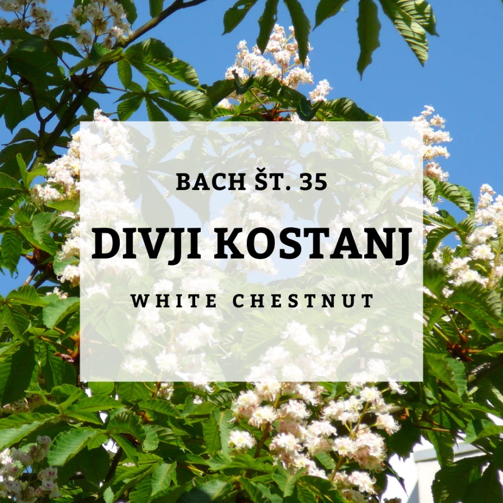 Bach 35, White Chestnut - Divji kostanj, Solime, 10 ml