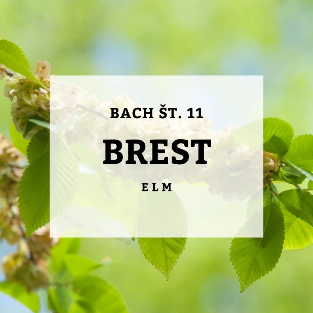 Bach 11, Brijest - Elm, Solime, 10 ml