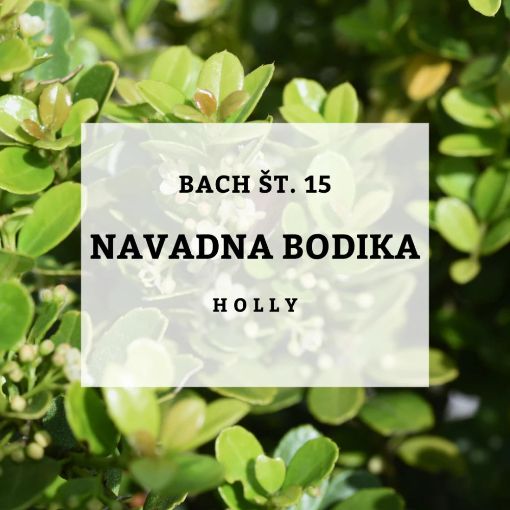 Bach 15, Holly - Navadna bodika, Solime, 10 ml