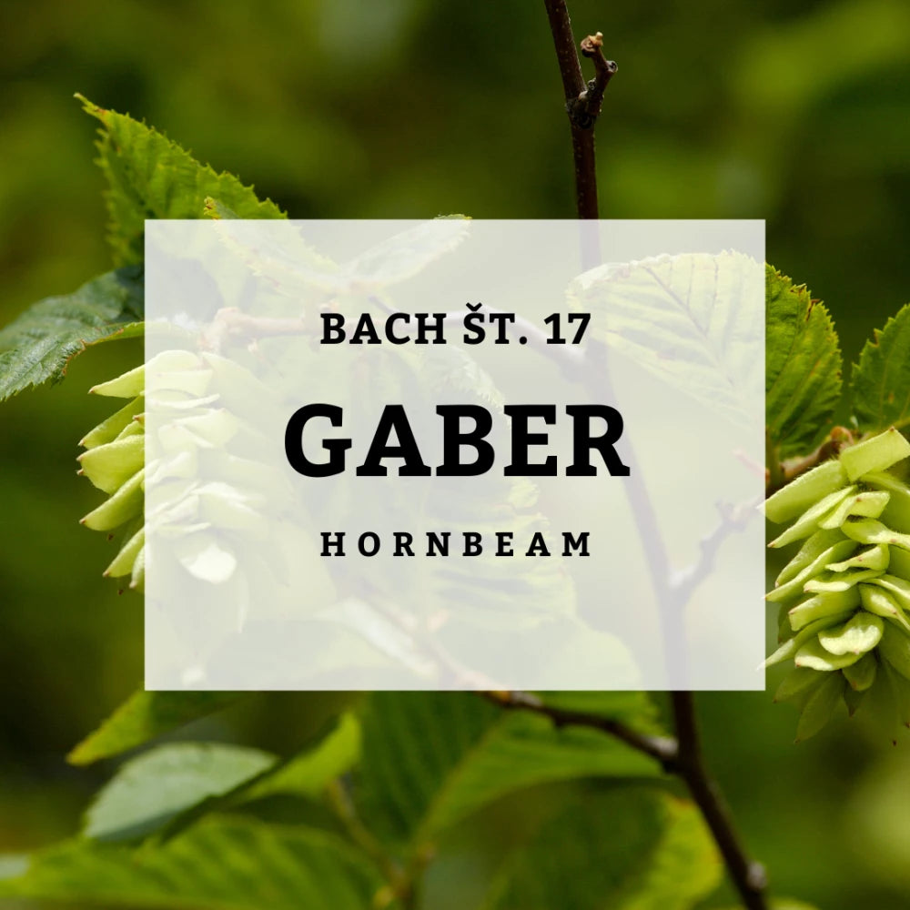 Bach 17, Gaber - Gaber, Solime, 10 ml