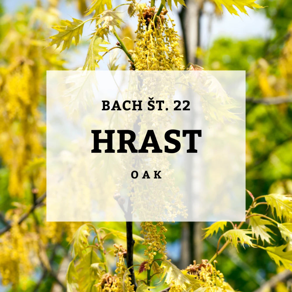 Bach 22, Hrast - Hrast, Solime, 10 ml