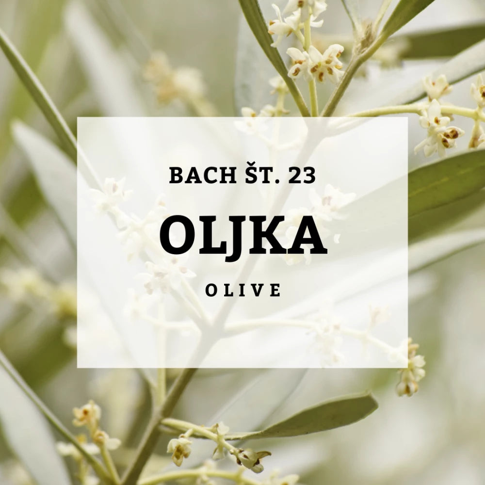 Bach 23, maslina, solima, 10 ml