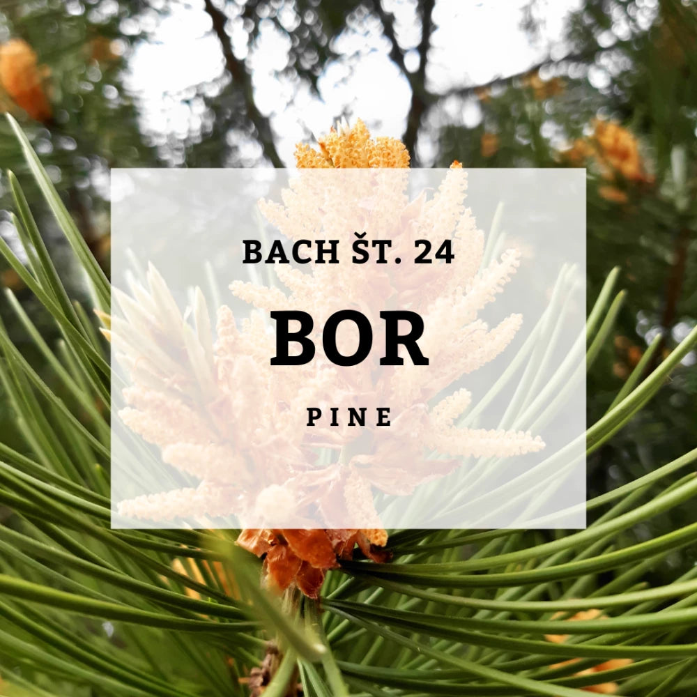 Bach 24, Pine - Bor, Solime, 10 ml
