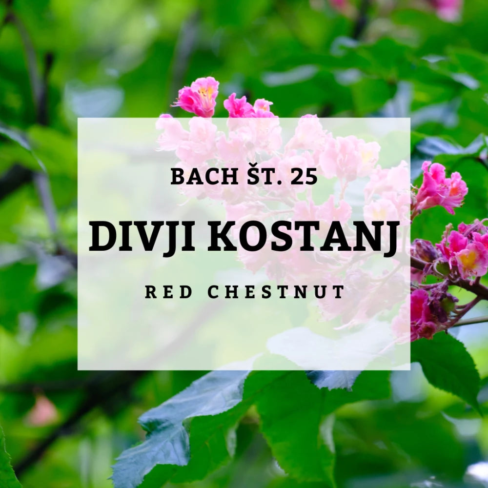 Bach 25 - Red Chestnut - Divji kostanj rdeči cvet, Solime, 10 ml