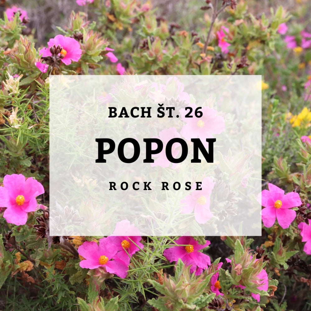Bach 26, Rock Rose - Popon, Solime, 10 ml