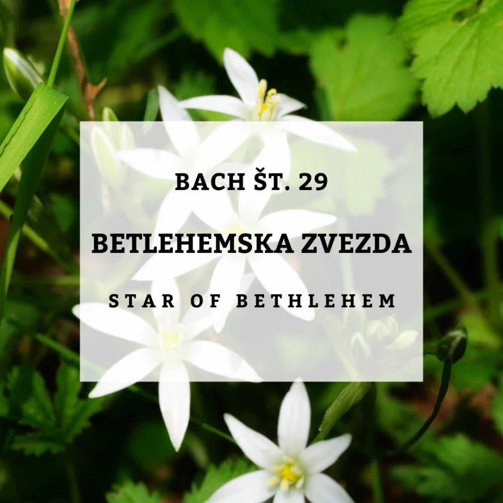 Bach 29, Star Of Bethlehem - Betlehemska zvezda, Solime, 10 ml