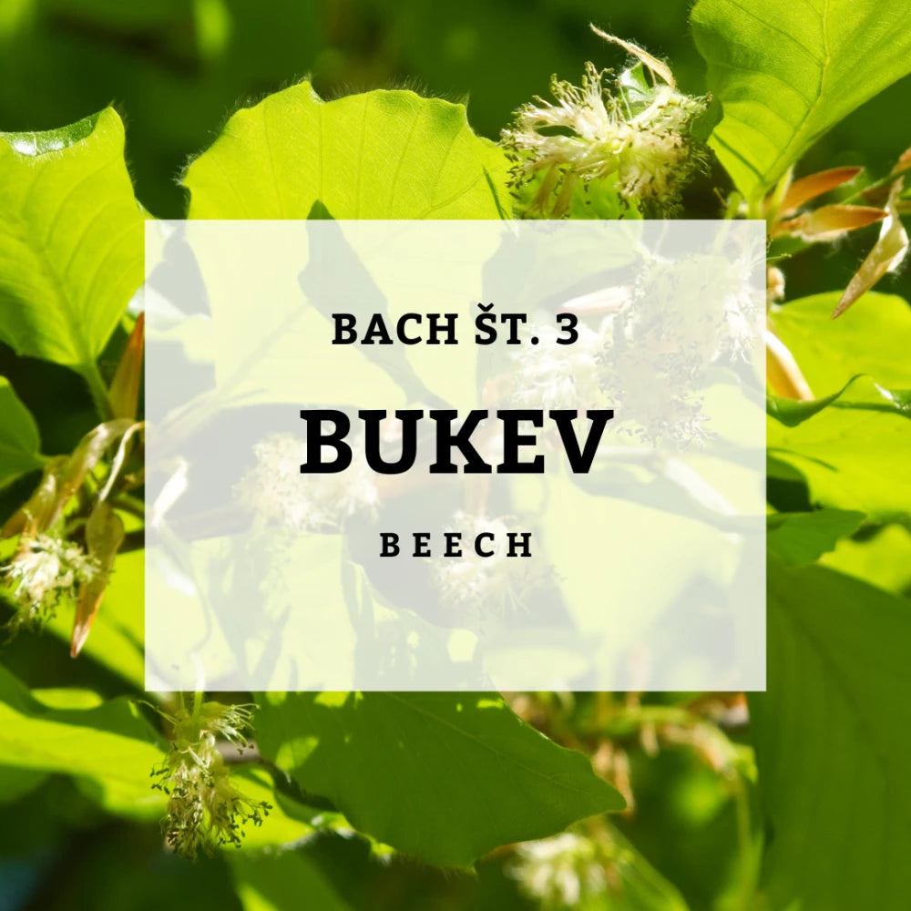 Bach 3, Beech - Bukev, Solime, 10 ml
