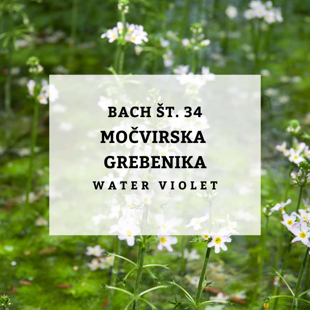 Bach 34, Water Violet - Močvirska grebenika, Vodna vijolica Solime, 10 ml