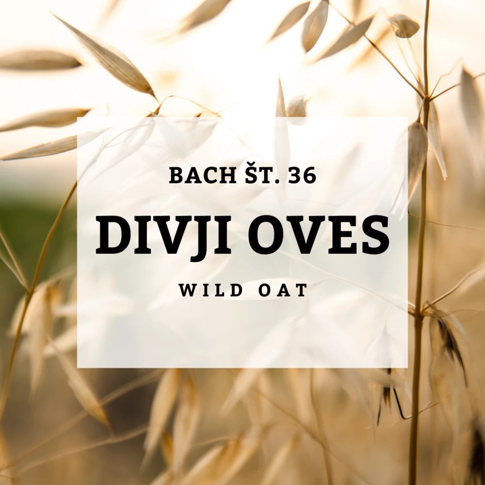 Bach 36, Wild Oat - Divji oves, Solime, 10 ml