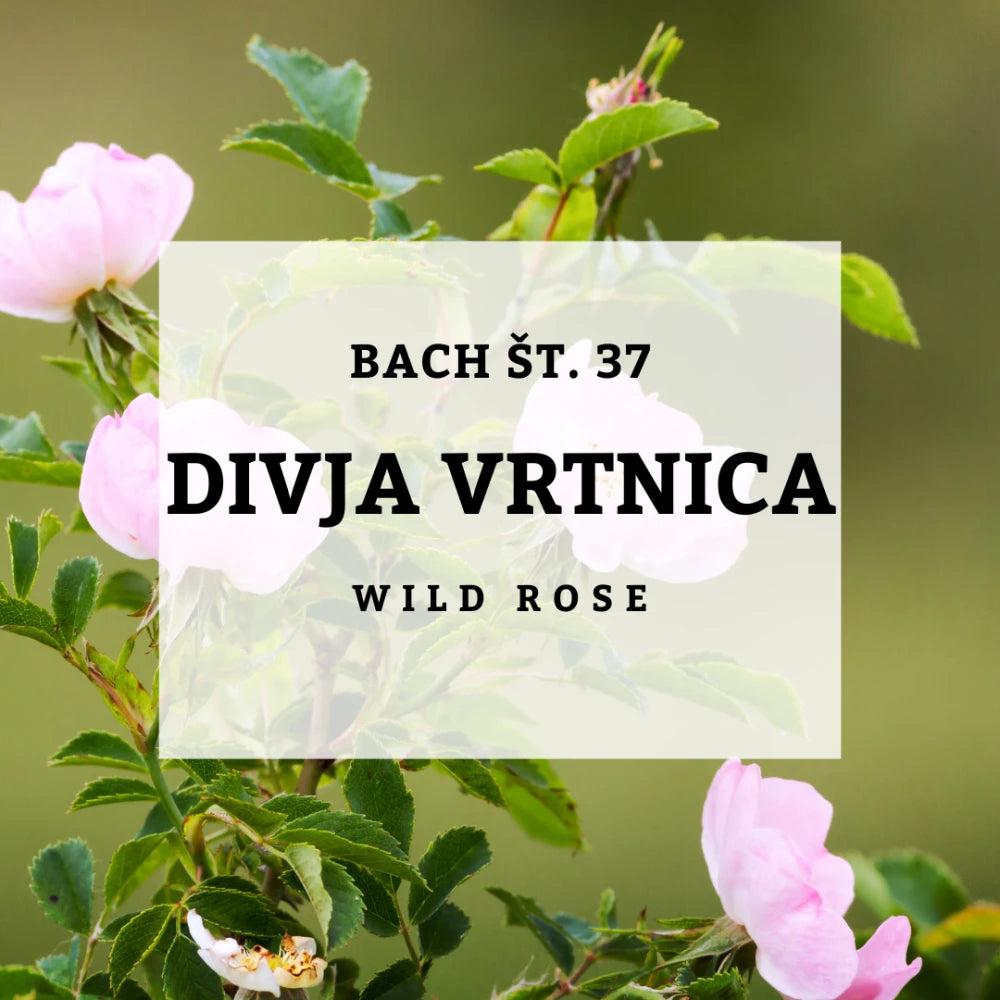 Bach 37, Wild Rose - Divja vrtnica, Šipek Solime, 10 ml