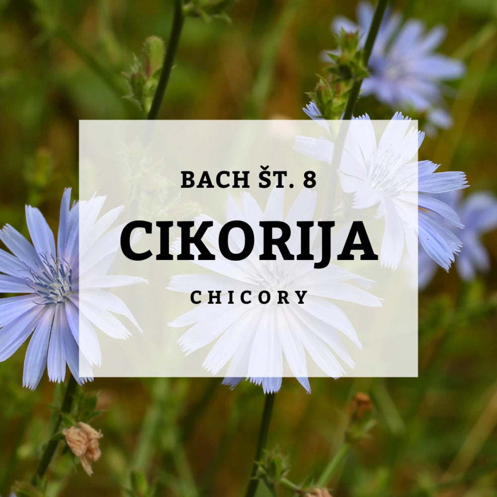 Bach 8, Chicory - Cikorija, Solime, 10ml